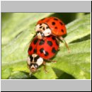 Harmonia axyridis - Asiatischer Marienkaefer 48b.jpg